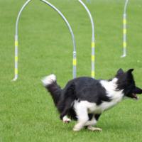 Bilder HoopersTurnier Mai 24